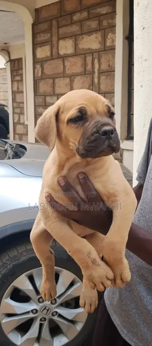 Purebred Boerboel Puppy - 1-3 Months Male