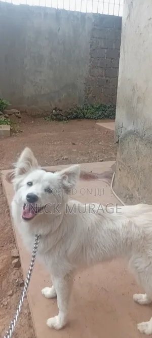 Kibwa wa Kijapani wa Kike, Miezi 9