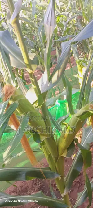 Freshly Picked Sweetcorn