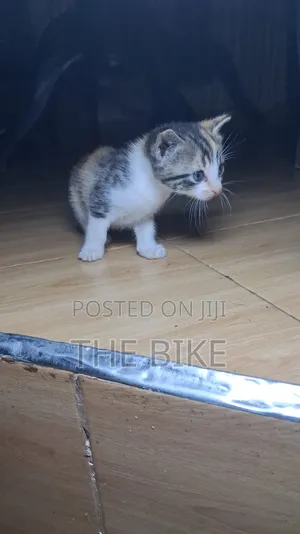 Kitten Kiume Mchanganyiko wa American Shorthair, 0-1 Mwezi
