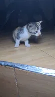 Male Mixed Breed American Shorthair Kitten, 0-1 Month - 1