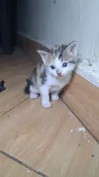 Male Mixed Breed American Shorthair Kitten, 0-1 Month - 2