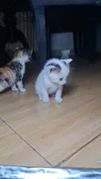 Male Mixed Breed American Shorthair Kitten, 0-1 Month - 3