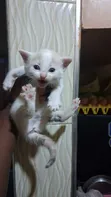 Male Mixed Breed American Shorthair Kitten, 0-1 Month - 4
