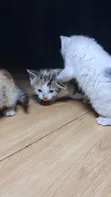Male Mixed Breed American Shorthair Kitten, 0-1 Month - 5