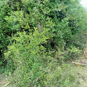 Eneo Bora la Ekari 1 la Ardhi Bikira - 200m kutoka Barabara ya Lami