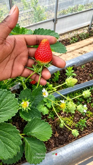 Strawberry Seedlings