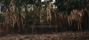 Prime 50x100 Residential Plot in Kikuyu Thamanda