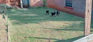 1-3 Month Male Purebred German Shepherd Puppy