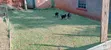 1-3 Month Male Purebred German Shepherd Puppy - 1