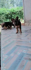 1-3 Month Male Purebred German Shepherd Puppy - 2