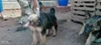 1-3 Month Male Purebred German Shepherd Puppy - 3
