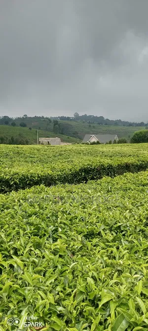 Eneo la Ekari 5 Limuru lenye Miti ya Chai