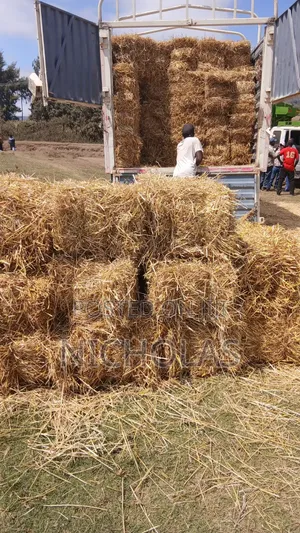 Boma Rhodes, Majani ya Shayiri, Majani ya Ngano, Nyasi za Star Zinapatikana