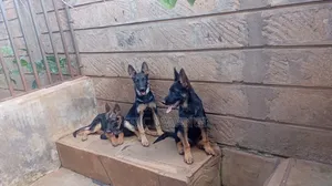 Kizuka Safi wa German Shepherd - Mwezi 4