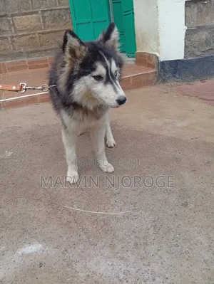 Female Siberian Husky, 6-12 Months