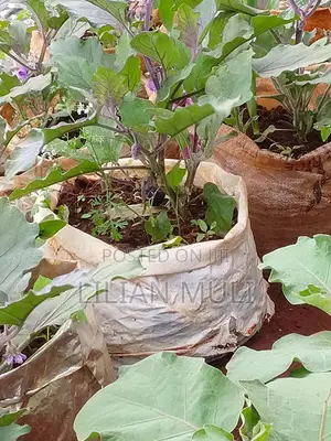 Mbegu za Mzoga Njano za Eggplant