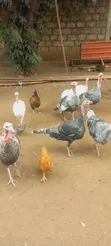 Kuku Wakubwa wa Kiume wa Uturuki Wanauzwa - 2