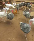 Kuku Wakubwa wa Kiume wa Uturuki Wanauzwa - 3