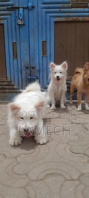 Mbwa Mzazi wa Kike wa Kijapani (6-12 Miezi)
