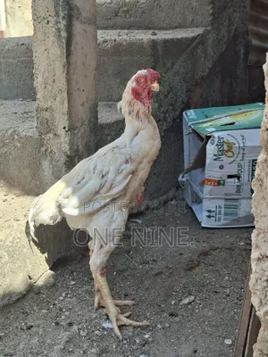 Kuku Kuchi Jike Mkali Afya Nzuri