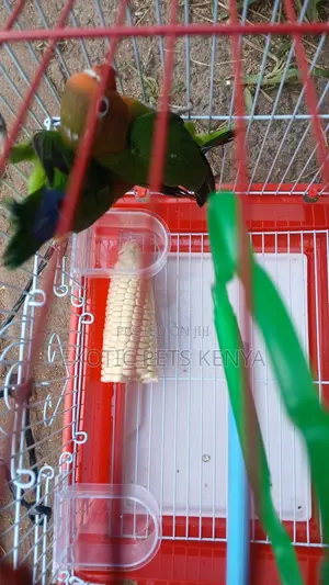 Fischer Lovebirds - Kike Mchanga