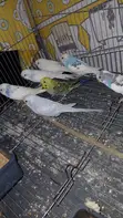 Ndege wa Budgie Wanauzwa - 1