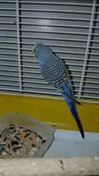 Ndege wa Budgie Wanauzwa - 2