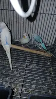 Ndege wa Budgie Wanauzwa - 3