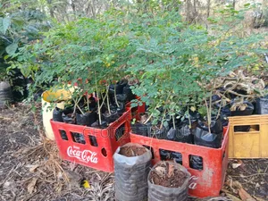 Large Moringa Tree Seedlings