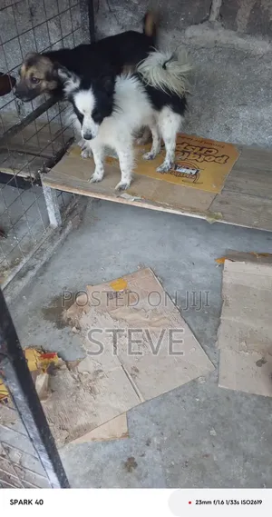 Purebred Japanese Spitz Puppy, 3-6 Months