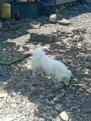 Male Mixed Breed Chihuahua, 6-12 Months
