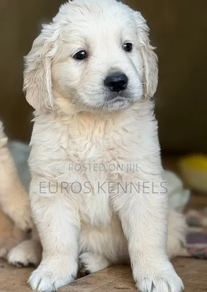 Mbwa Mwanama wa Golden Retriever Safi (Miezi 1-3)