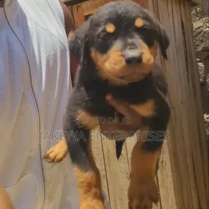 Purebred Rottweiler Puppy - 1-3 Months Old