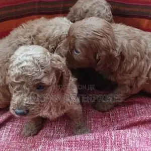 Purebred Poodle Puppy - 1-3 Months Old