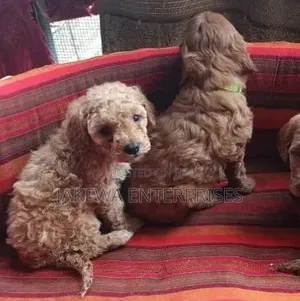 Purebred Female Poodle Puppy (1-3 Months)