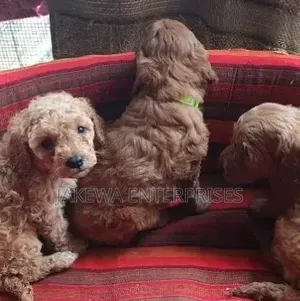 Pudle Safi - Miezi 1-3