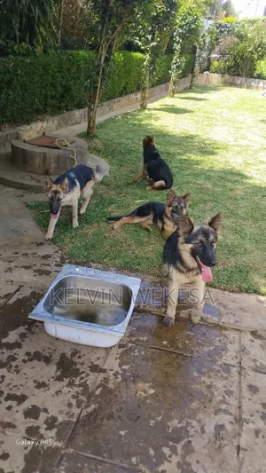 Male Purebred German Shepherd Puppy (3-6 Months)
