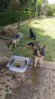 Male Purebred German Shepherd Puppy (3-6 Months) - 1