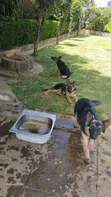 Male Purebred German Shepherd Puppy (3-6 Months) - 2