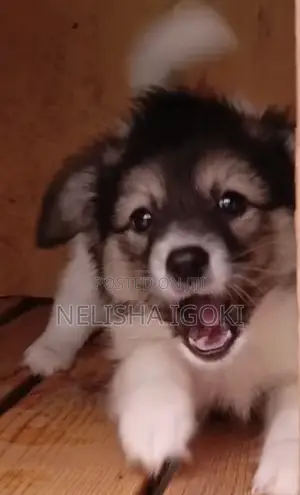 Mtoto wa Mbwa Havanese Safi - Kiume Miezi 1-3