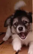 Mtoto wa Mbwa Havanese Safi - Kiume Miezi 1-3 - 1