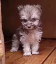 Mtoto wa Mbwa Havanese Safi - Kiume Miezi 1-3 - 2