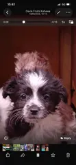 Mtoto wa Mbwa Havanese Safi - Kiume Miezi 1-3 - 3