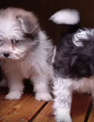 Purebred Havanese Puppies (1-3 Months)