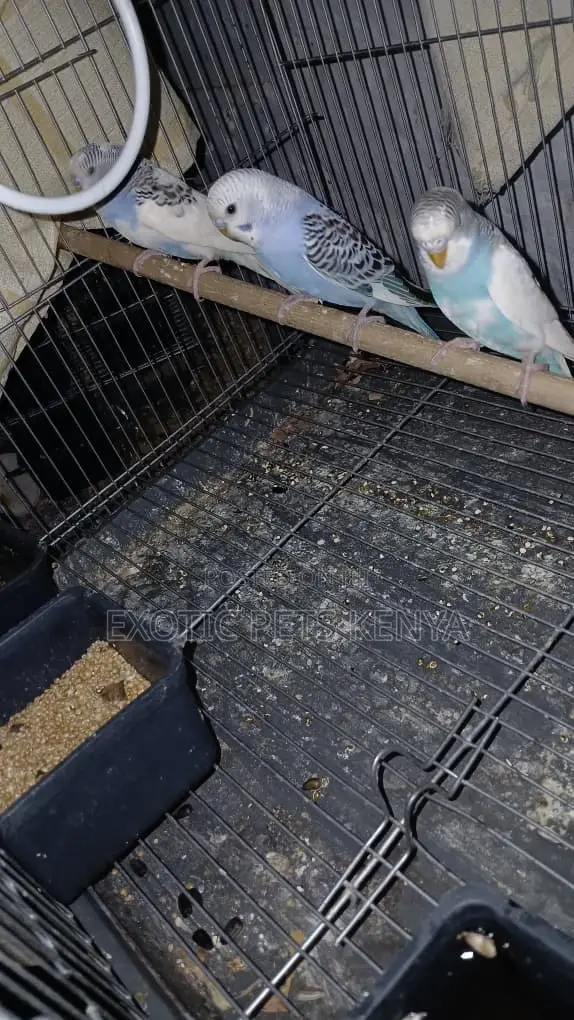 Turquoise Budgies - 1