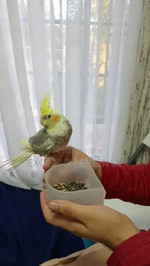 Tamed Cockatiel
