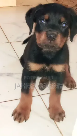 Rottweiler Safi Watoto (Miezi 1-3)