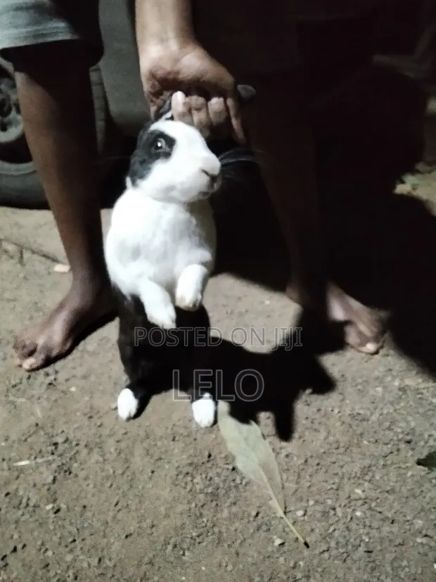Pure Dutch Rabbit - Healthy, Ready for Breeding/Pet - 1