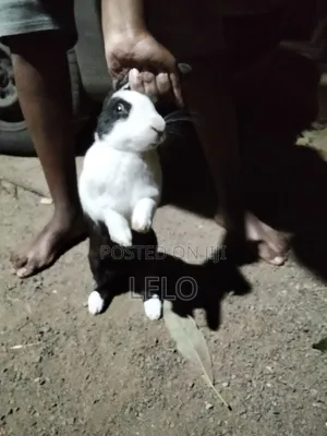 Sungura Mzuri wa Kichina - Afya Nzuri, Tayari kwa Kuzaliana/Kama Mnyama